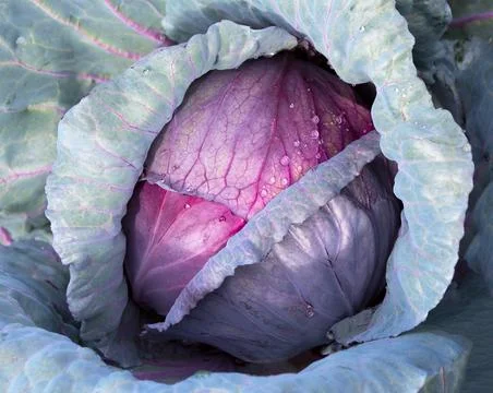 Close-up of head of red cabbage growing in vegetable garden Stock Photos