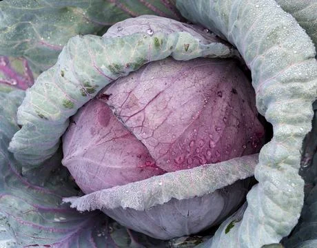 Close-up of head of red cabbage growing in vegetable garden Foto stock