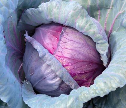 Close-up of head of red cabbage growing in vegetable garden Foto stock