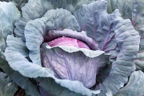 Close-up of head of red cabbage growing in vegetable garden Stock Photos