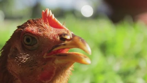 Close up of the head red cock Stock Footage 78599049