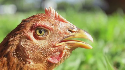 Close up of the head red cock Stock Footage 78599069