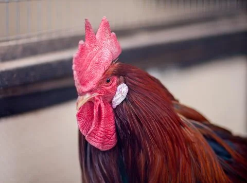 Close-up of the head of a red-colored rooster with a red crest Stock Photos