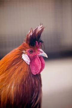 Close-up  head of a red-colored rooster with a red crest Stock Photos