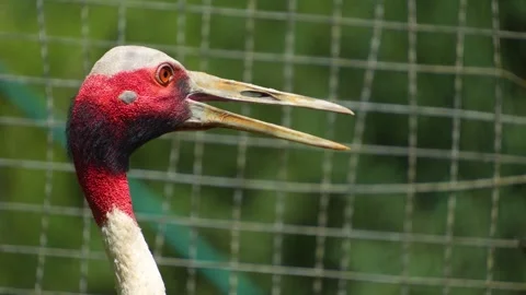 Close up of head of a red crowned crane  Stock Footage 254931073