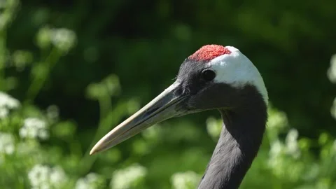 Close up of head of a red crowned crane  Stock Footage 273746060