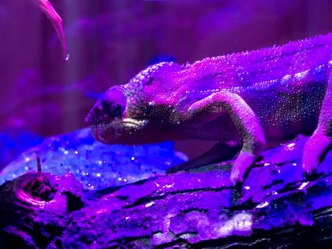 Close-up Head of Reptile. Foto stock