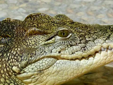 Close-up Head of Reptile. Stock Photos