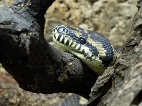 Close-up Head of Reptile. Stock Photos
