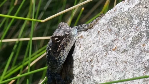 Close-Up Of The Head Of A Rock Agama Stock Footage 167790752