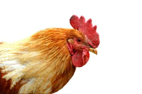 Close up head of rooster isolated on white background Stock Photos