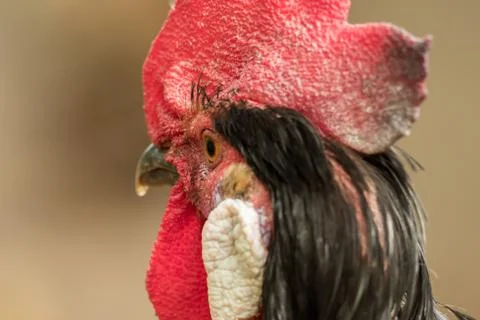 Close-up of the head of a rooster Foto stock
