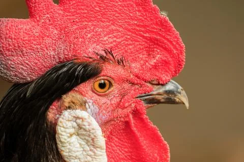Close-up of the head of a rooster Foto stock
