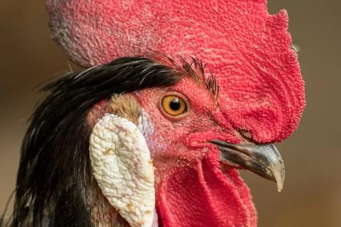 Close-up of the head of a rooster Stock Photos