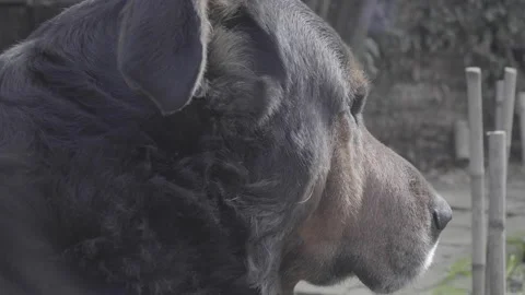 Close up on the head of a Rottweiler in a nice light Stock Footage 138228927