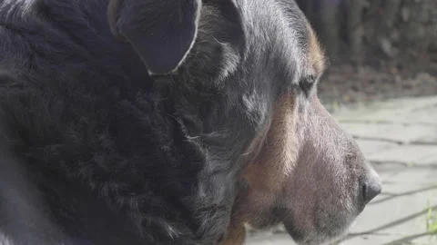 Close up on the head of a Rottweiler in a nice light 库存影片 138236121