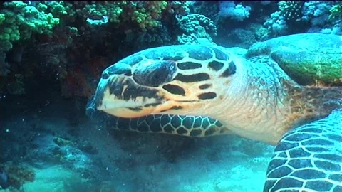 Close-Up of Head Of Sea Turtle Feeding Stock Footage 300075792