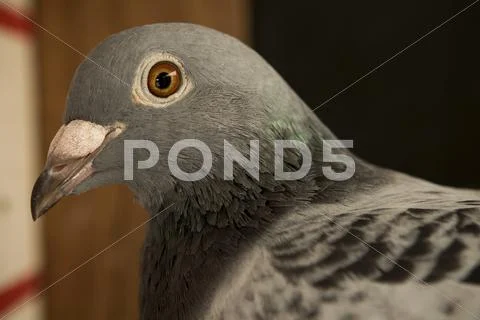 Close up head shop of pigeon bird Stock Photos