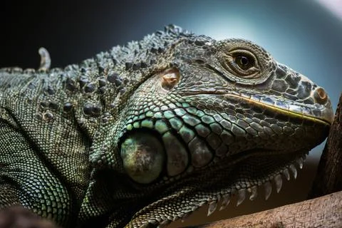 Close up head short of Iguanas Stock Photos