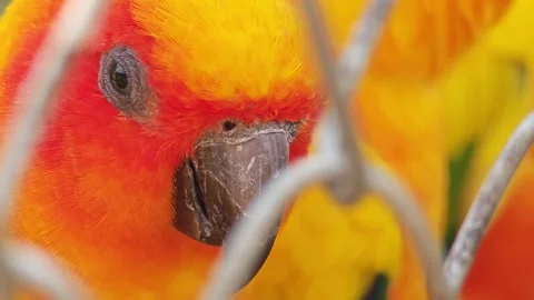 Close-up head shot of a Aratinga bird. Stock Footage 305976741