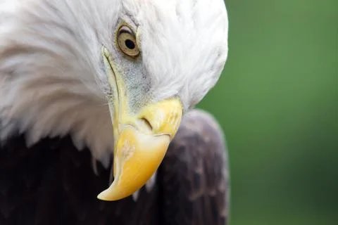 Close up head shot of a bald eagle Stock Photos