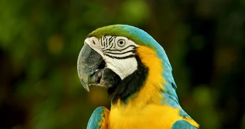 Close Up Head Shot of Blue and Yellow Macaw Parrot Scratching Its Head Stock Footage 125560741