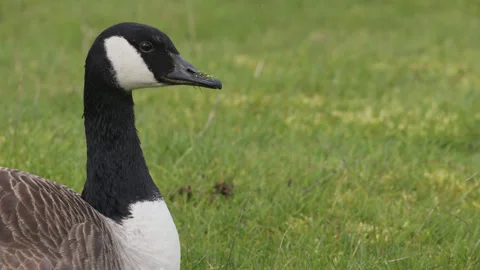 A close up head shot of a Canada goose sitting on grass. 4K tripod Stock Footage 274010995