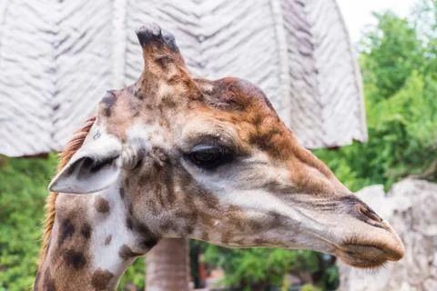 Close up head shot of giraffe Stock Photos