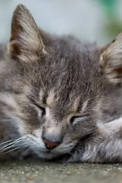 Close head shot of grey sleeping cat Stock Photos