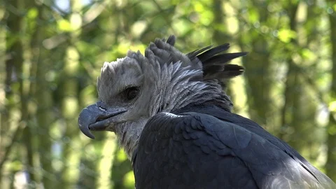Close up head shot of an Harpy eagle bird of prey (Harpia harpyja) Stock Footage 111868008