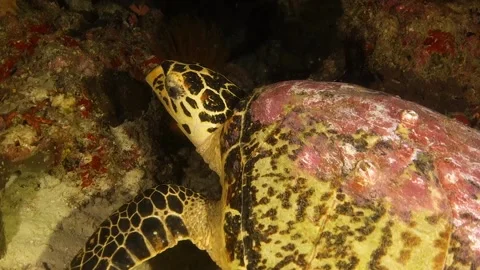 Close up, head shot of Hawksbill turtle resting at night Stock Footage 130235230