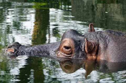 Close-up head shot of hippopotamus Stock Photos