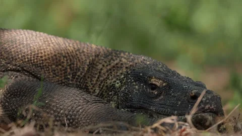 Close up head shot of a Komodo dragon resting Stock-Footage 331091248