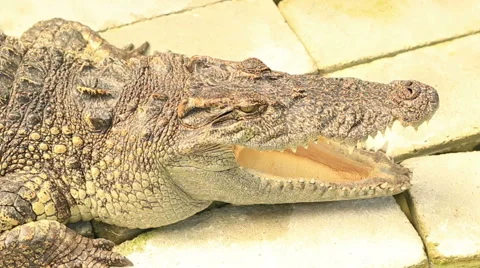 Close up head shot of large crocodile sleeping Video stock 45673459