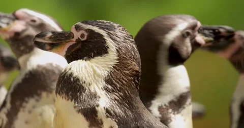 Close up head shot of Magellanic Penguin. Stock Footage 275842977