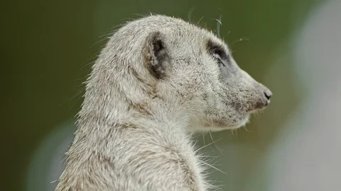Close up head shot of meerkat Stock Footage 113992008