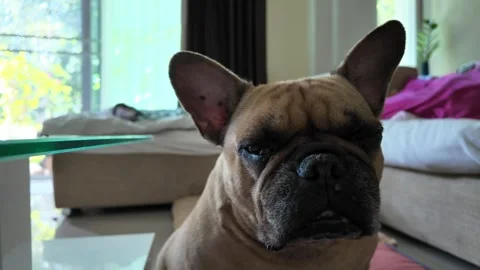 Close up Head shot old and blind French bulldog sitting indoor. Vídeo Stock 256728223