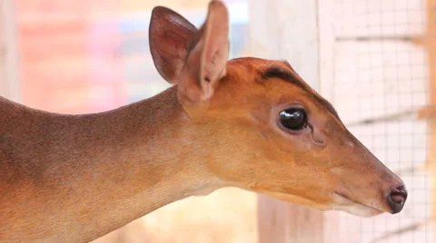 A close-up head shot of a Panting Deer Stock Footage 35205889