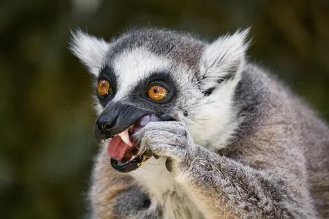 Close-up head-shot portrait of a ring-tailed lemur with furry ears Stock Photos