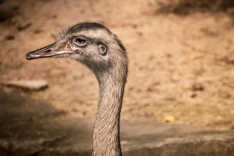 Close up head shot side profile of Ostrich Stock Photos