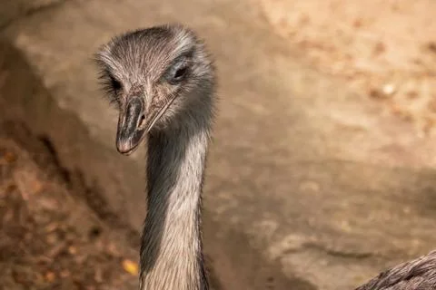 Close up head shot side profile of Ostrich Stock Photos