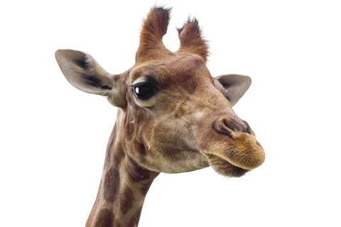 Close-up Head Shot of a Young Giraffe on Isolated White Background Stock Photos