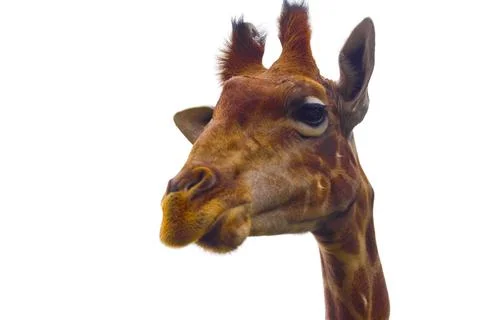 Close-up Head Shot of a Young Giraffe on Isolated White Background Stock Photos