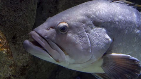 Close up head of silver fish with open big mouth and staring eye swimming Video stock 168778643