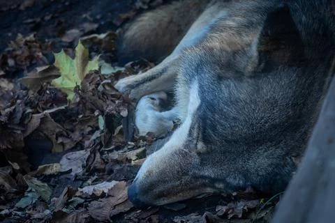 Close-up of a head of a sleeping grey wolf. Stock Photos