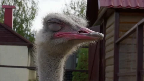 Close-up of the head of a sleeping ostrich. Stock Footage 140881260