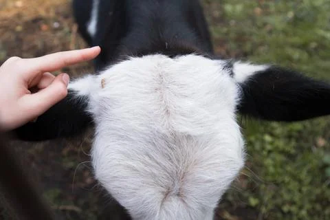 Close-up of the head of a small black and white calf to which a man's hand is Stock Photos