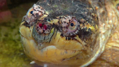 Close-up, head Snapping Turtle (Chelydra serpentina), terrarium Stock Footage 228740630