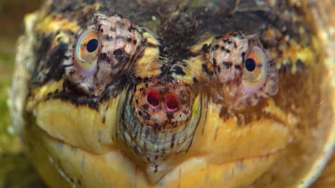 Close-up, head Snapping Turtle (Chelydra serpentina), terrarium Stock Footage 228745009
