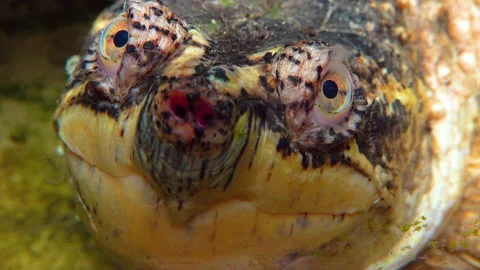 Close-up, head Snapping Turtle (Chelydra serpentina), terrarium Stock Footage 228748884
